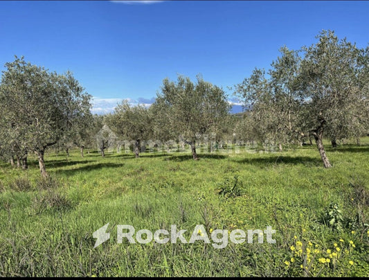 Terreno Agricolo in Vendita – Contrada Santa Lucia, Altavilla Silentina
